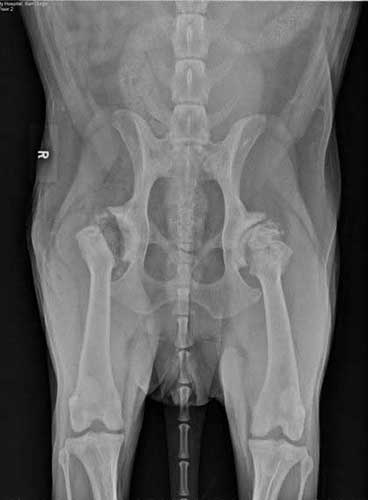 Femoral Head and Neck Ostectomy