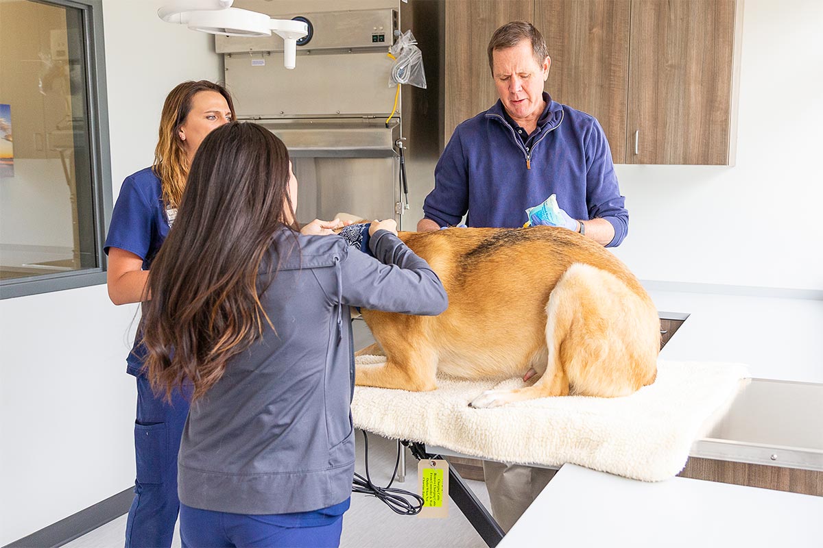 A pet examination